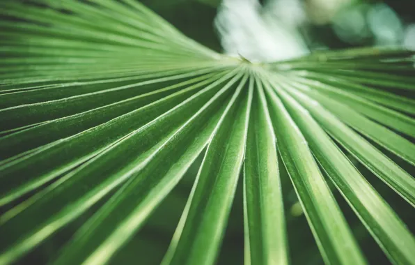 Leaves, green, palm trees