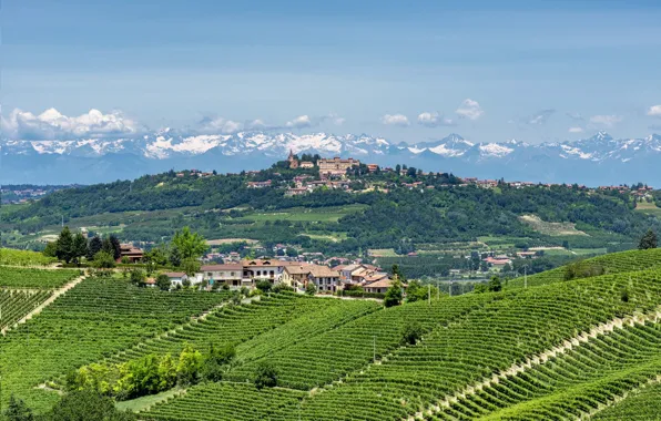 Italy, the vineyards, Piedmont