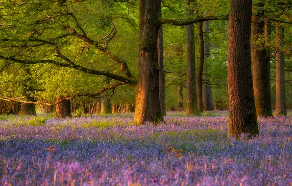 Forest, light, trees, flowers, branches, nature, Park, trunks