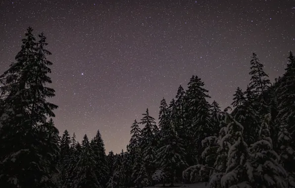 Picture winter, forest, the sky, stars, snow, trees, night, nature