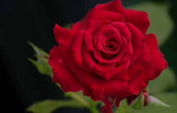 Close-up, red, roses