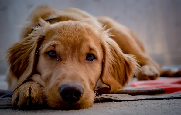 Picture house, each, dog