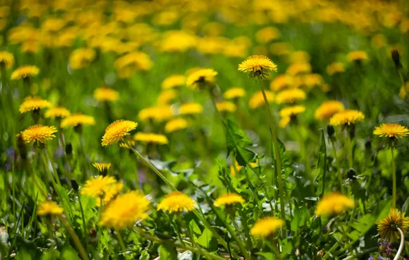 Picture greens, flowers, yellow, dandelion, glade, spring, bokeh