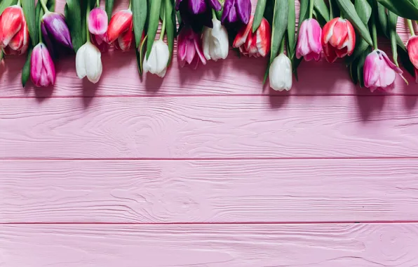 Picture Flowers, Tulips, Board, Background, Buds