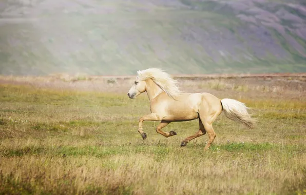 Field, nature, horse