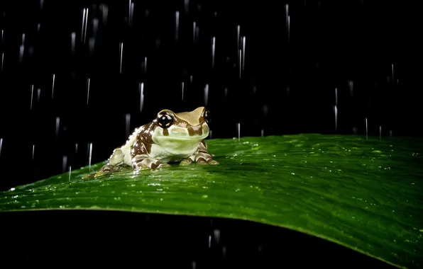 Picture sheet, rain, frog