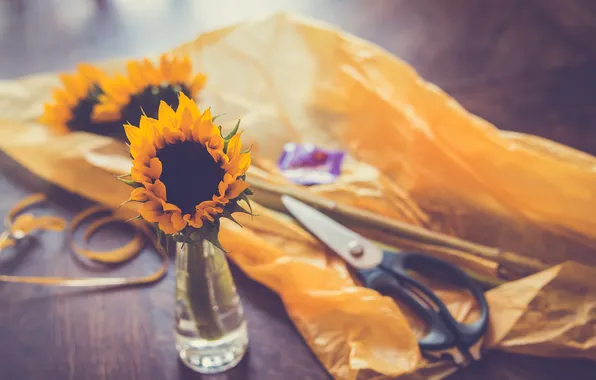 Picture flower, yellow, sunflower, petals, scissors