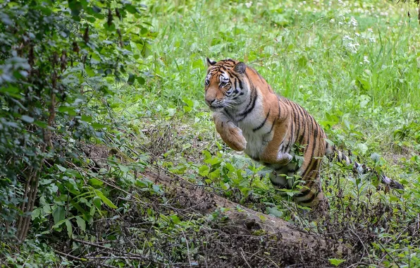 Tiger, thickets, jump, predator, wild cat
