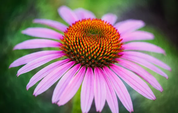 Macro, petals, Echinacea
