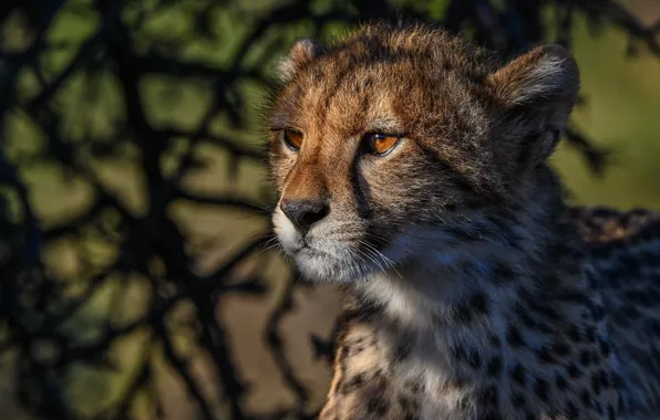 Face, portrait, Cheetah, wild cat