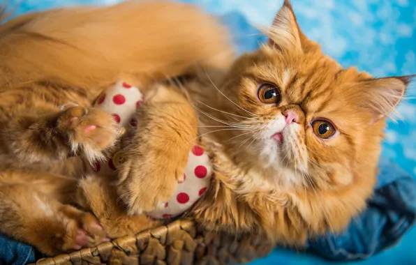 Cat, cat, look, pose, toy, portrait, legs, red