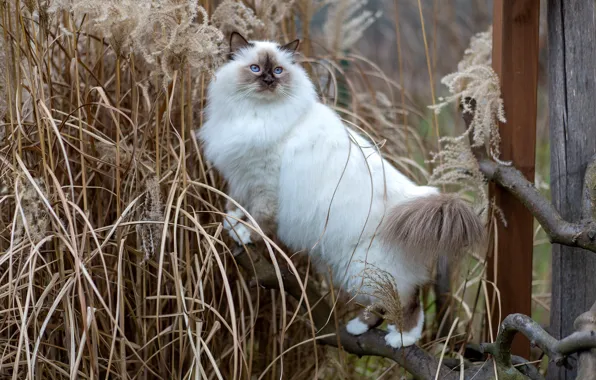 Cat, grass, cat, look, branches, nature, kitty, Bush