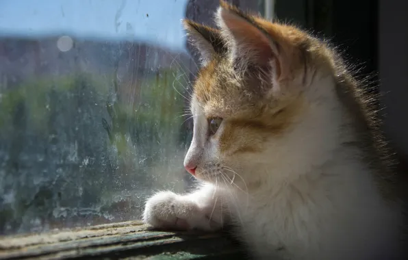 Look, glass, window, kitty