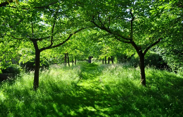 Greens, summer, the sun, beauty