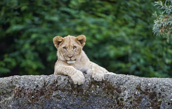 Cat, stone, Leo, cub, kitty, lion, ©Tambako The Jaguar
