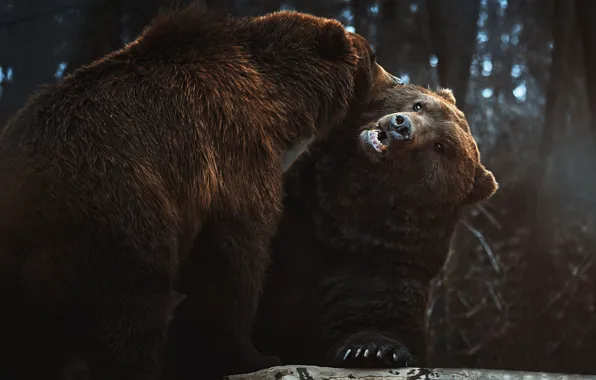 Face, bear, bears, communication, two bears