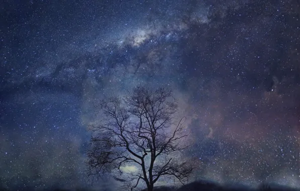 Night, tree, stars