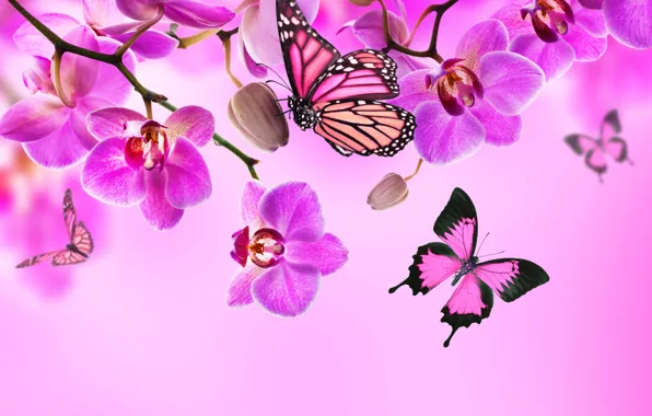 Butterfly, flowers, Orchid, pink, blossom, flowers, beautiful, orchid