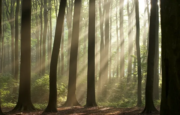 Nature, Trees, Forest, Wallpaper, Wallpapers, The sun's rays