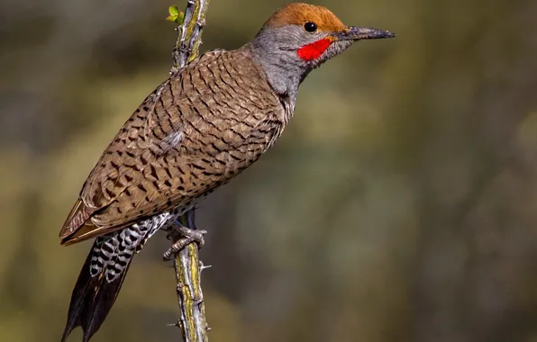 Picture branches, bird, beak, tail, silkly woodpecker