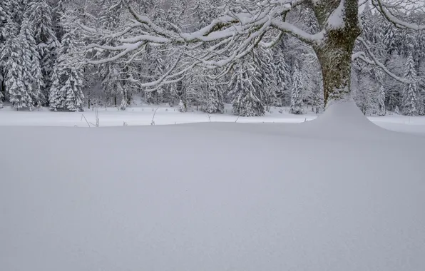 Winter, forest, snow, trees, Switzerland, the snow, Switzerland, Swiss Jura