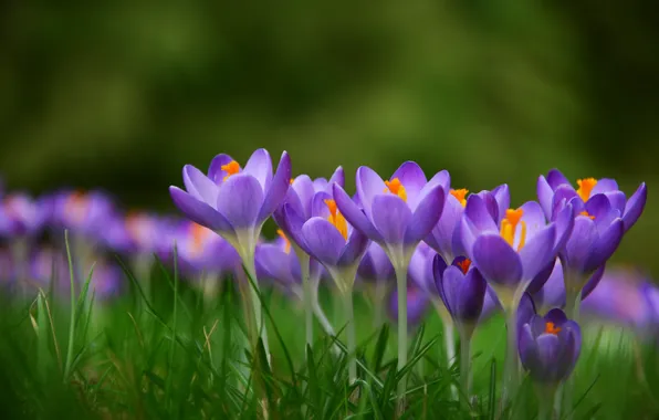 Greens, grass, flowers, blur, spring, purple, crocuses, clearing