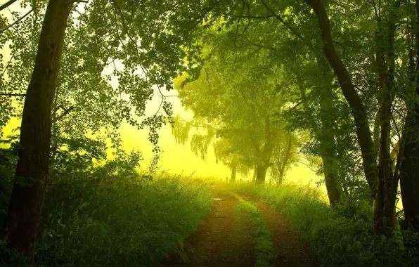 Picture road, forest, summer, trees, fog, morning