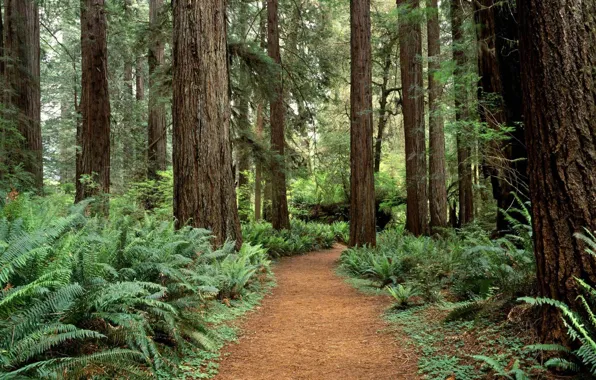 Picture forest, trees, Washington