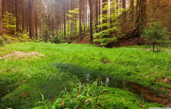 Picture greens, forest, summer, grass, nature, glade