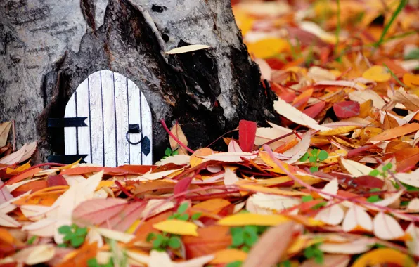 Picture autumn, leaves, nature, background, tree, widescreen, Wallpaper, yellow, the door, red, wallpaper, leaves, bark, orange, …