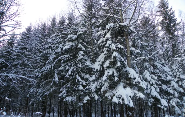 Picture forest, in the snow, tree, turn, in the winter