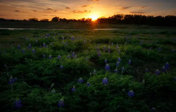 Picture field, the sun, sunset, flowers, lupins