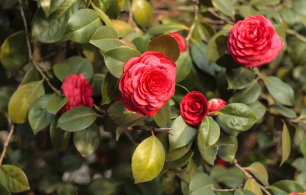 Picture leaves, flowers, branches, bright, spring, red, flowering, Camellia, Camellia, Terry