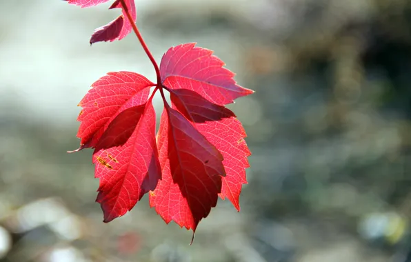 Picture autumn, nature, sheet, the atmosphere, veins, picture, nature, widescreen, full screen, autumn mood, red leaf, …