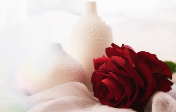 Picture flower, flowers, rose, composition