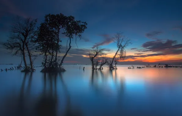 Picture trees, Indonesia, Bay, glow