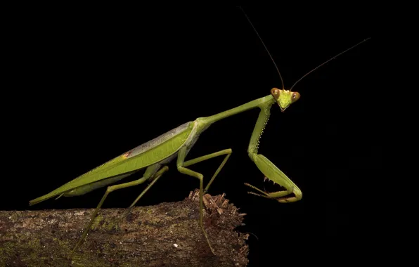 Picture macro, green, mantis