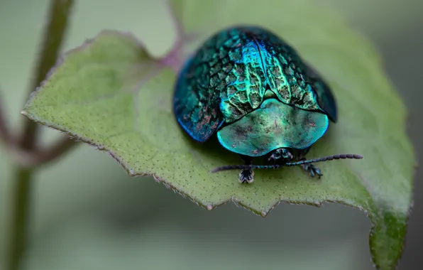 Picture leaf, beetle, shell, brilliant