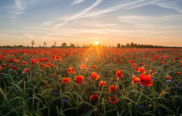 Picture field, the sky, the sun, clouds, rays, landscape, sunset, flowers, nature, Mac, rye, Maki, the …