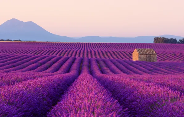 Picture mountains, house, lavender, plantation, lavender field