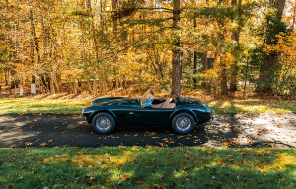 Picture car, Shelby, forest, Cobra, side view, Shelby Cobra 289