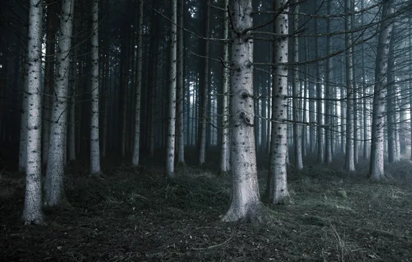 Picture forest, trees, nature