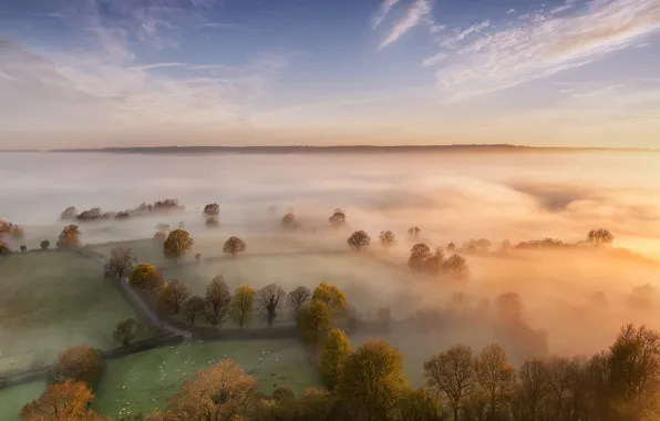 Picture trees, fog, field, morning, haze