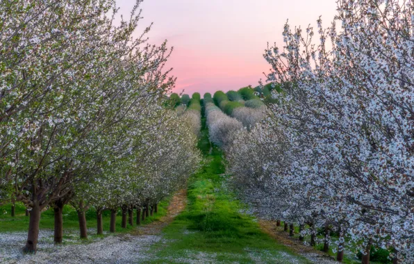 Picture trees, spring, morning, garden, flowering, path