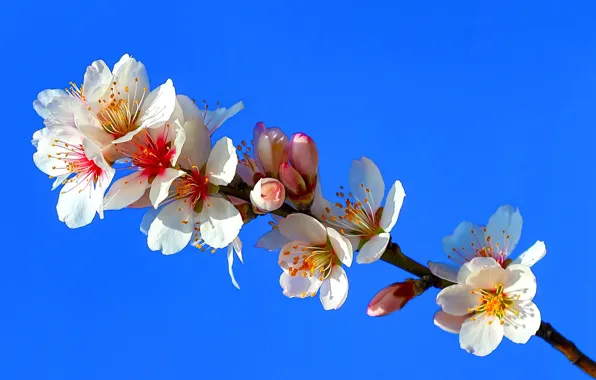 Picture the sky, branch, garden, almonds