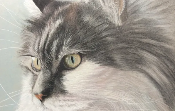 Picture cat, look, painting, Tomcat