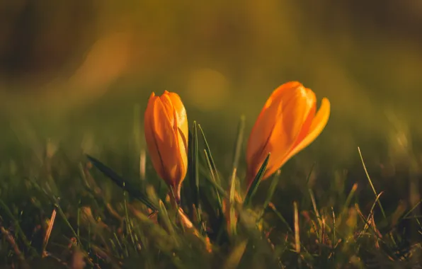 Picture grass, flowers, glade, blur, spring, yellow, crocuses, bokeh