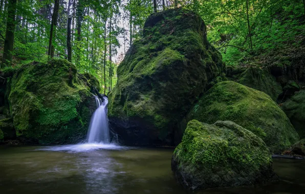 Picture forest, stones, waterfall, moss
