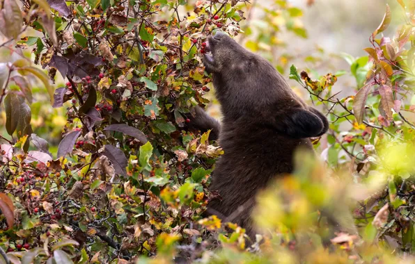 Picture autumn, face, branches, berries, thickets, foliage, bear, fruit, the bushes, bokeh, brown, meal