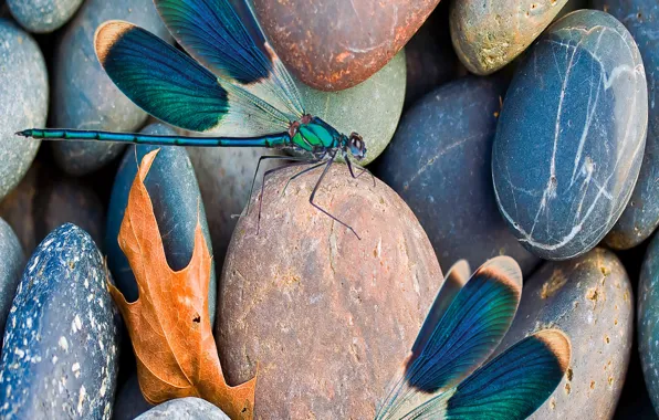 Picture scene, insect, pebbles, dragonflies